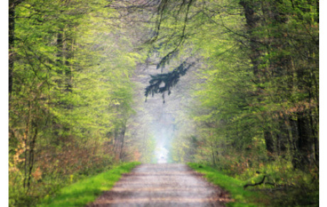 Randonnée Forêt de Crécy en ponthieu dimanche 15 février 2015